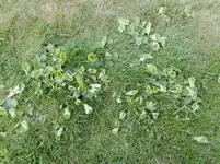 IMG_20170419_183452.webp