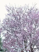 DSCF8720 (2).webp