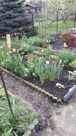 Tulpen 019.webp