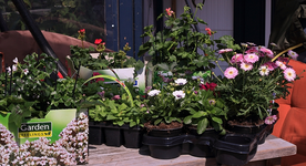 Blumen_Pflanzkörbe_800.JPG