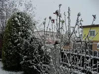 DSC09356.webp