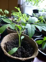 P1030907 Tomatenpflanzen.jpg