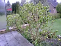 s_Hortensie_welk1 .webp