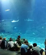 aqua.webp