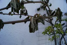 _DSC1450.webp