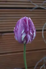 _DSC1454.webp