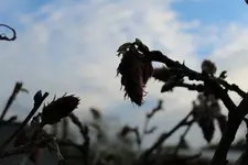 Blauregen 1.webp