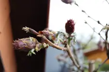 Blauregen 2.webp
