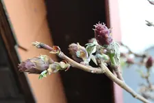 Blauregen.webp