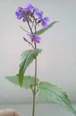 Waldblume1.webp