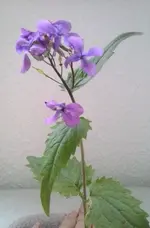Waldblume2.webp