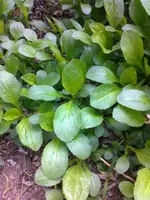 foto0331kake8.webp