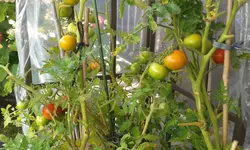 20160825_123159.webp