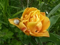 P1000221.webp