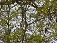 P1000269.webp