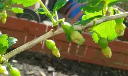 stachelbeeren.jpg
