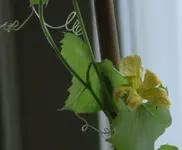 Luffa.webp