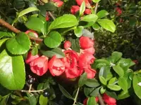 Bilda031.webp