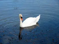 schwan.jpg