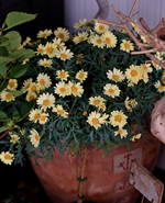 Margerite_gelb_Hochstamm_640.JPG