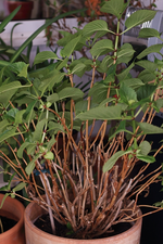 Bauernhortensie_treibt durch_Knospen_700.JPG
