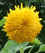 P1020425 sonnenbl vk.jpg