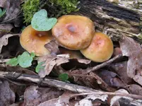 rauchblättriger schwefelkopg_1067x800.webp