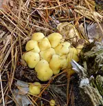 P1030494 pilze.webp