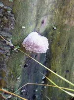 P1030489 baumpilz.jpg