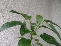 SAM_4987.webp