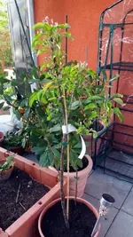 20170424_190528.2.webp