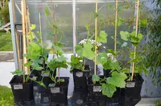 2017-04-24 Luffa.webp