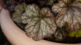 20170425_191115.webp