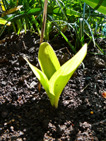 P1130577.webp