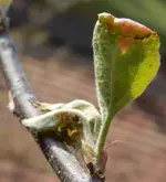 Kranke-Blätter-Apfelbaum-4-b.webp