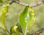 Kranke-Blätter-Apfelbaum-5-b.webp