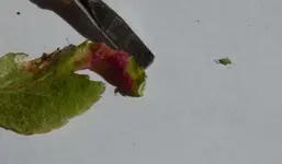 Kranke-Blätter-Apfelbaum-9-b.webp