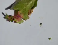 Kranke-Blätter-Apfelbaum-10-b.webp