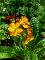 P1130580.webp