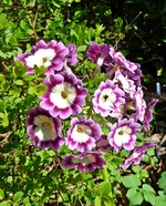 P1130581.webp