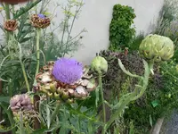 140627_Marksburg Artischocke.webp