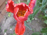 P1000719.webp