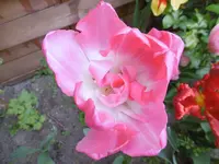 P1000720.webp
