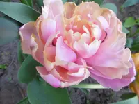 P1000721.webp