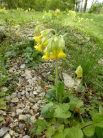 P1050030.webp
