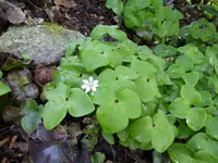 P1050033.webp