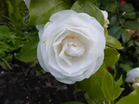 P1050049.webp