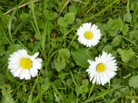 P1050081.webp
