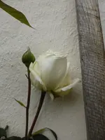 P1050087Kronprinzessin Viktoria.webp