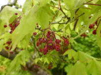 P1050124Grüner Fächerahorn.jpg